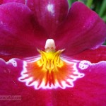 Foto de orquídea