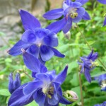 Foto de flor azul