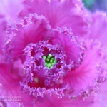 Foto de flor violeta