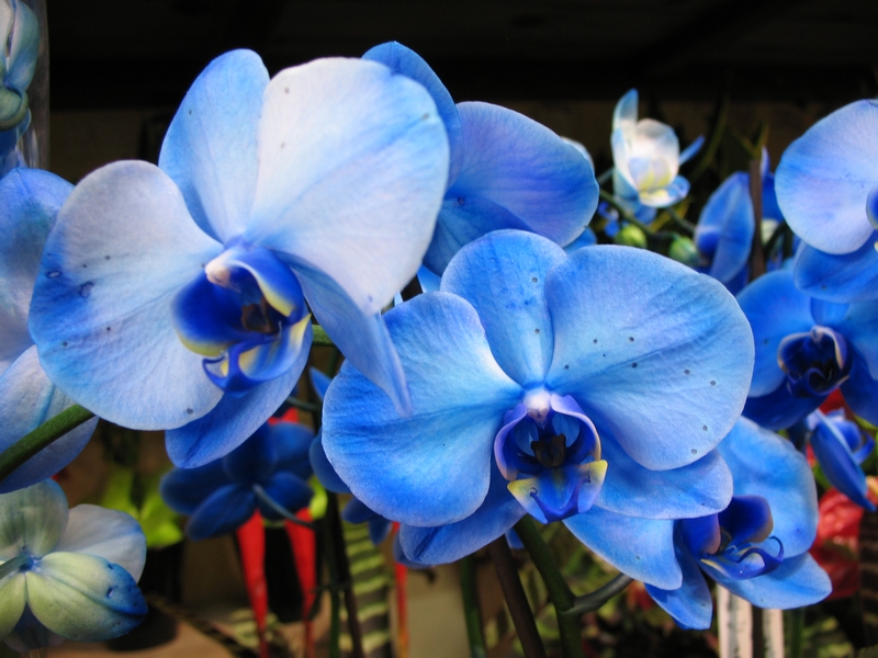 Orquídea Azul